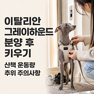 이탈리안 그레이하운드 분양 후 키우기 산책 운동량 추위 주의사항