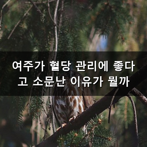 쓴맛 가득한 말린여주효능 어떨 때 우리 몸에 도움이 될까?