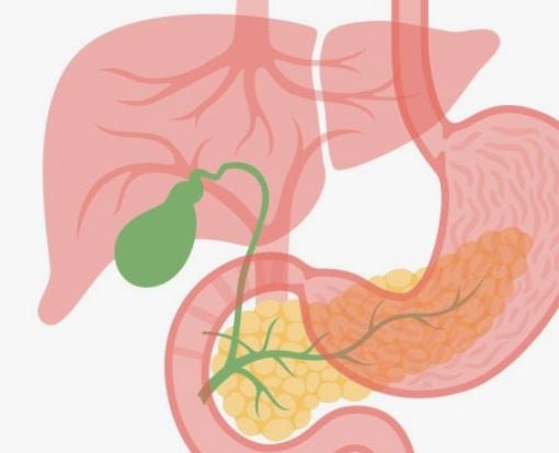 담도암 초기증상, 원인, 이유, 말기, 차수 별 치료, 대처방법, 생존율, 배통증