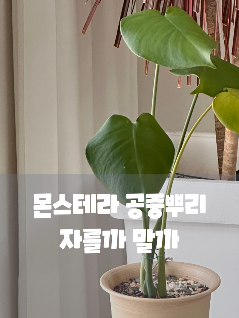 몬스테라 공중뿌리 자를까 말까 물꽂이부터 수형 잡는 법 총정리