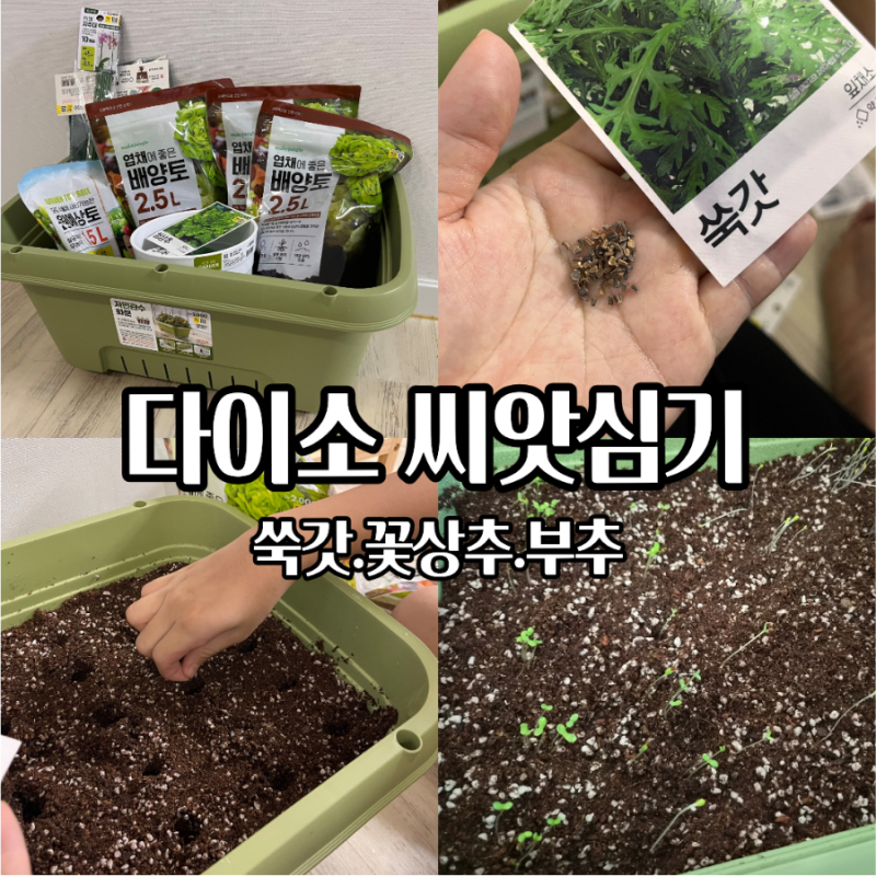 다이소 씨앗심기 베란다 텃밭 만들기 저면관수 화분으로 쑥갓 꽃상추 부추 키우기 시작