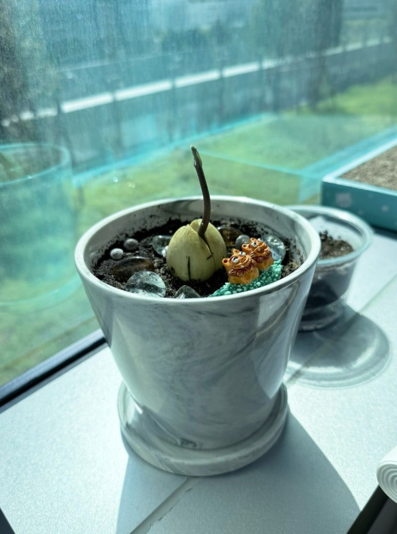 집에서 아보카도 키우기, 아보카도 씨앗 발아 후 화분 흙에 심기 화분에 흙채우기