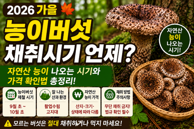 2026 능이버섯 채취시기 언제? 자연산 능이 나오는 시기와 가격 확인법