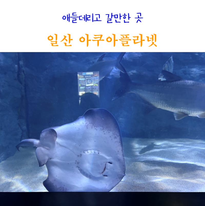 일산 아쿠아플라넷 아쿠아리움 할인 꿀팁 주차 공연 시간 애들데리고 갈만한곳 추천