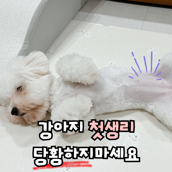 강아지 생리 기간 주기, 생식기 핥기 그냥 둬도 되나요