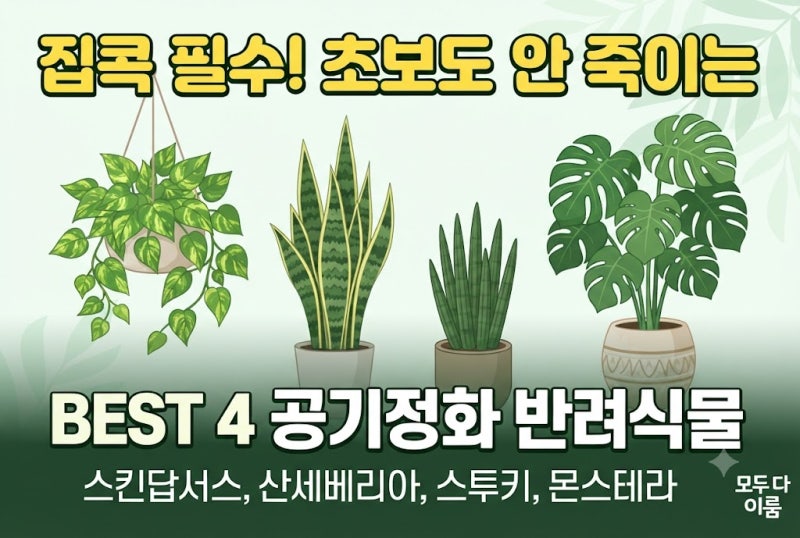 집콕 생활 필수! 초보도 절대 안 죽이는 공기정화 반려식물 추천 BEST 4