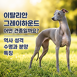 이탈리안 그레이하운드 어떤 견종일까요? 역사 성격 수명과 분양 특징
