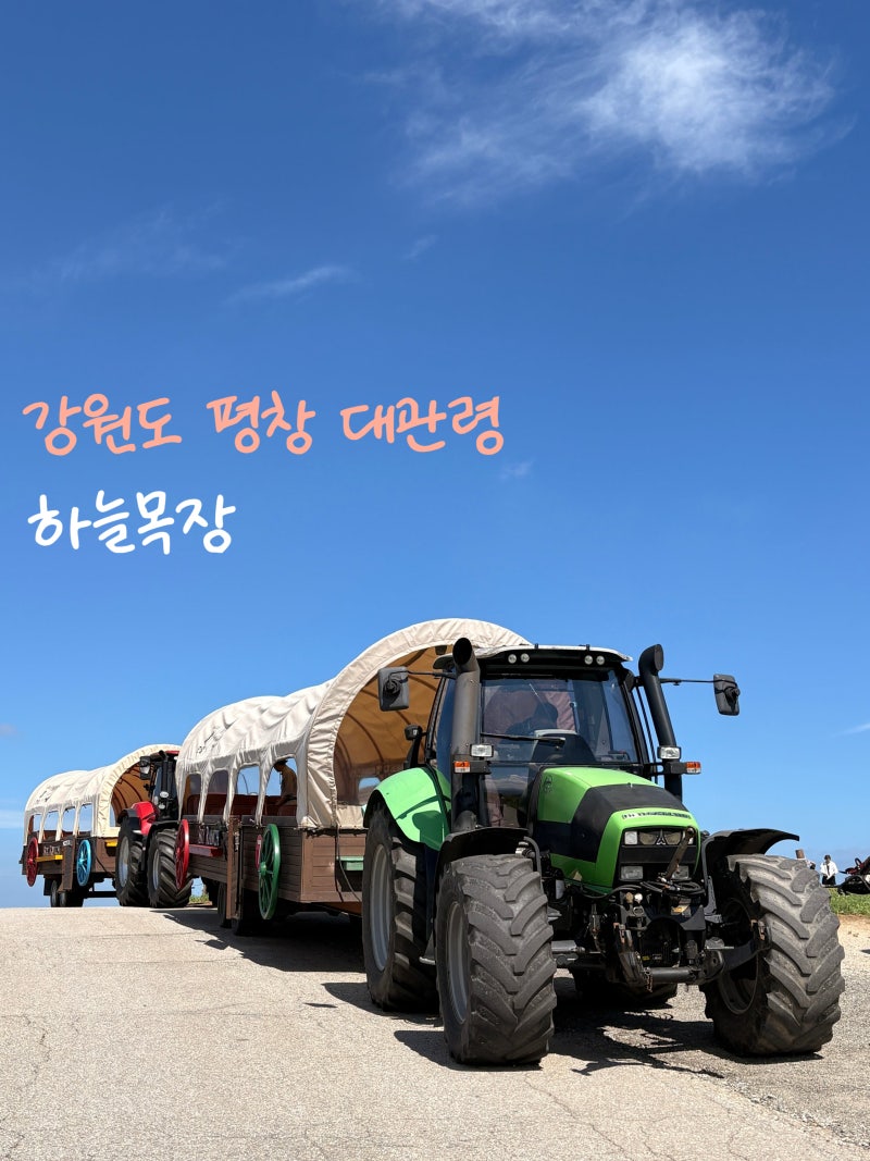 대관령 하늘목장 후기｜트랙터 타고 둘러본 평창 가볼만한곳