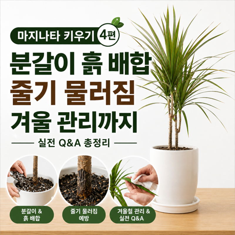 마지나타 키우기 ④ ｜ 분갈이 흙 배합부터 줄기 물러짐·겨울 관리까지