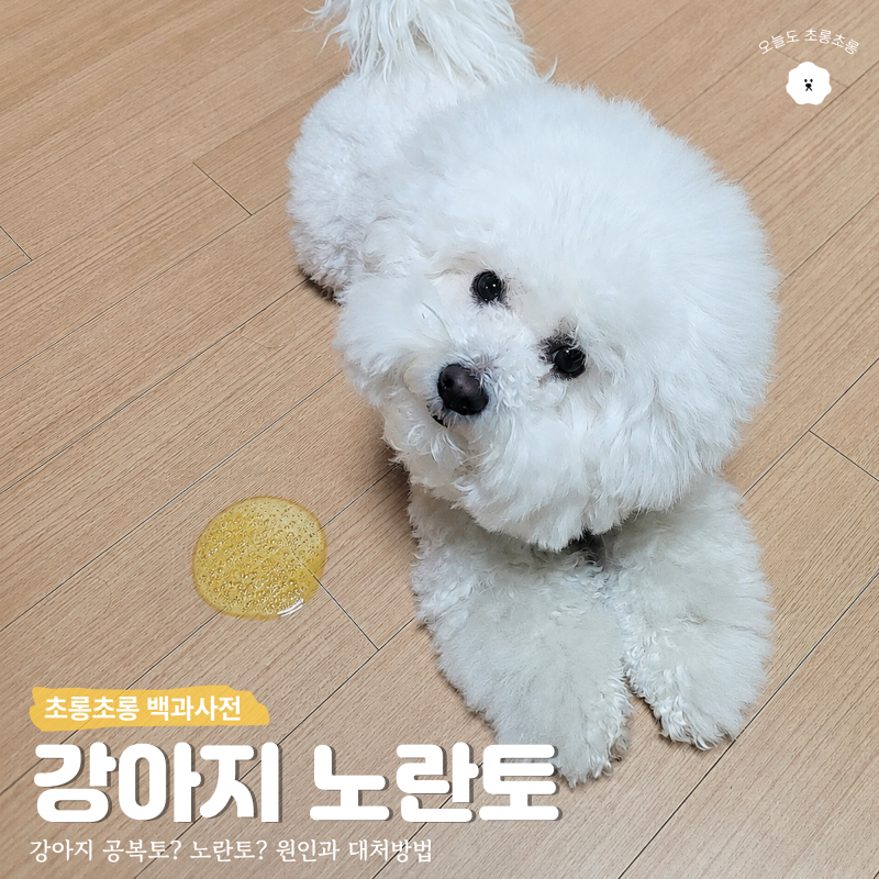 강아지 노란토 공복토일까? 거품토 원인과 대처 방법