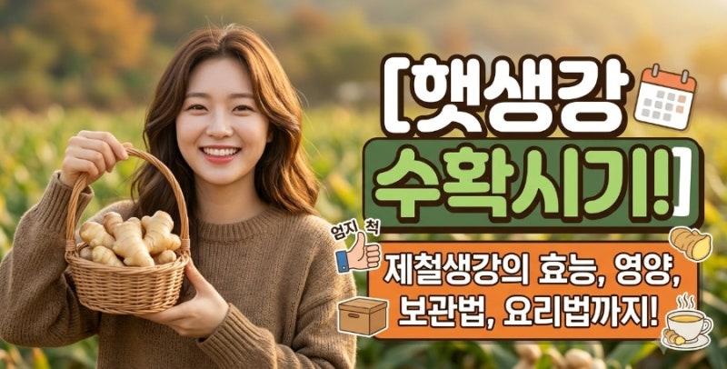 햇생강 수확시기, 제철생강의효능 영양 보관법 요리법 확인하세요