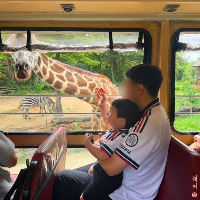 용인 아기랑 가볼만한 곳 에버랜드 로스트밸리 사파리동물원 명당자리 대기시간 오픈런