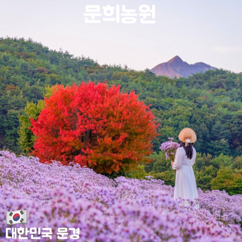 문경 가볼만한 곳 개미취 명소 문희농원 9월 10월 가을꽃 여행 주차 포토존