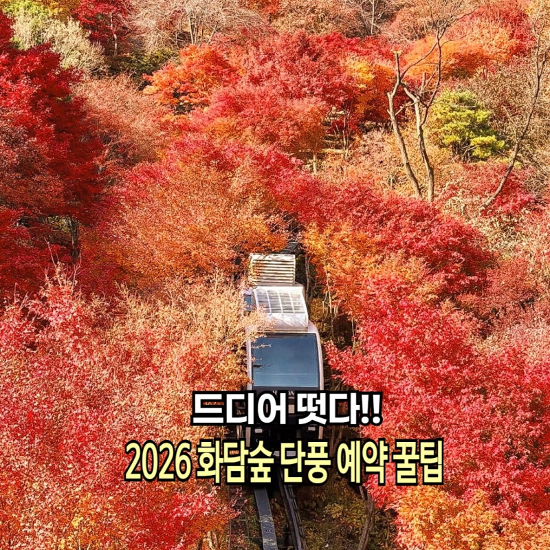 2026 경기도 광주 화담숲 가을 단풍 예약 날짜 화담숲 모노레일 성공팁
