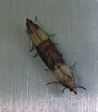집에 화랑곡나방 알 박멸 번데기 원인 쌀 서식지는?
