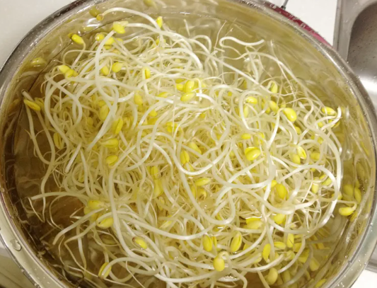 콩나물 보관법｜냉장보관 기간과 오래 신선하게 보관하는 방법