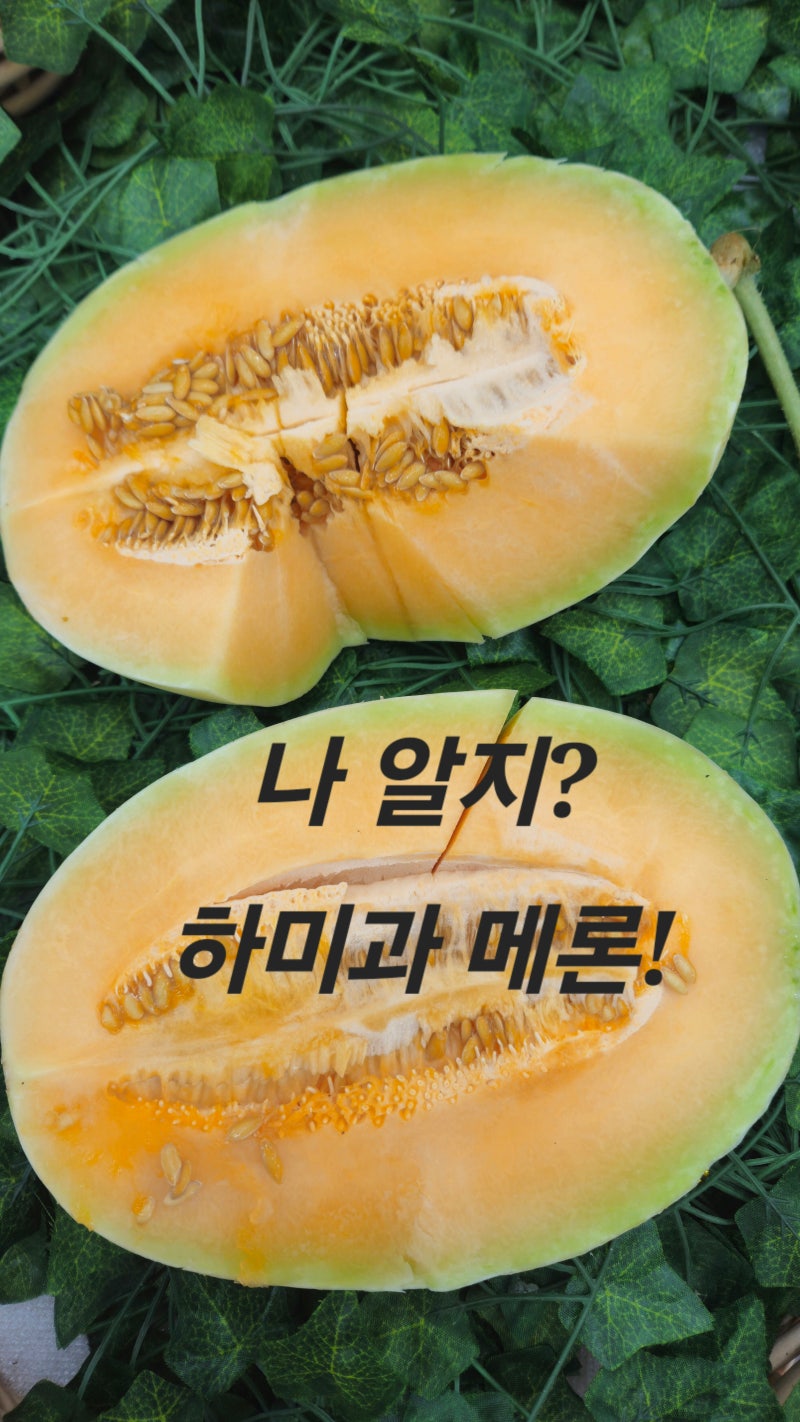 하미과메론, 참외 노노! 아삭한 메론입니다!