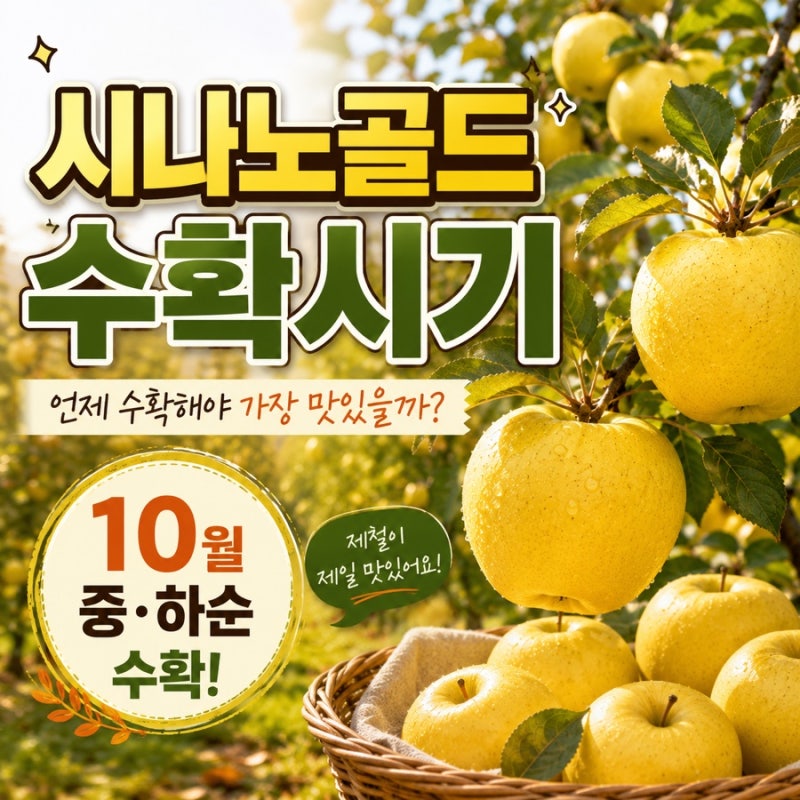 시나노골드 수확시기 언제? 제철 맛 당도 고르는법 보관법까지