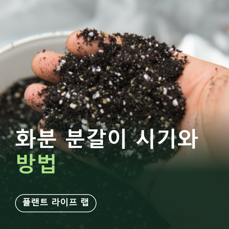 화분 분갈이 시기와 방법 총정리 (9월 적기·분갈이 신호 확인하는법·후 2주 물주기)