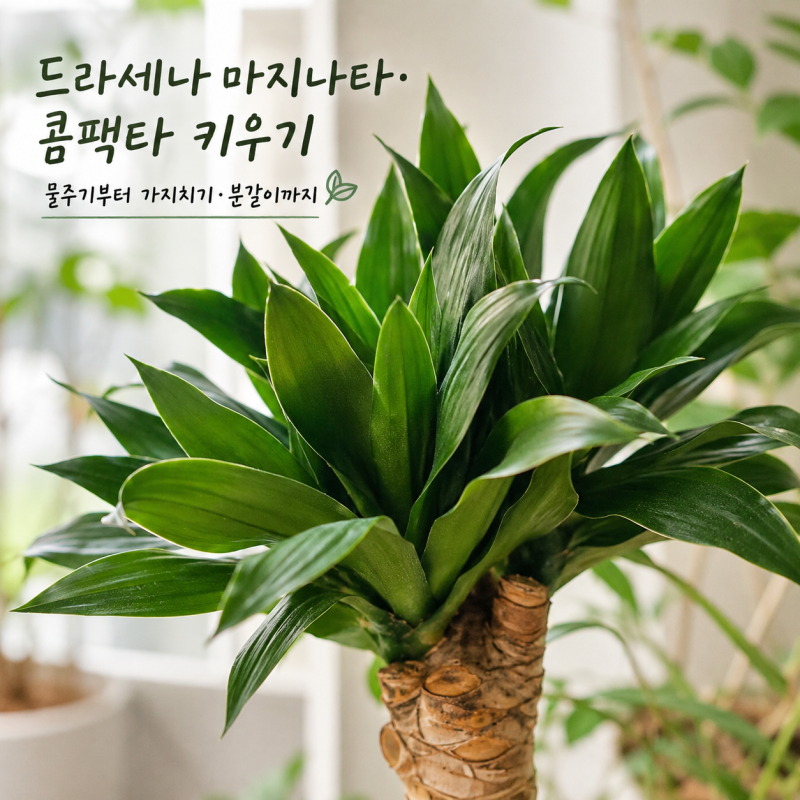드라세나 마지나타 콤팩타 키우기 물주기부터 가지치기 분갈이 방법