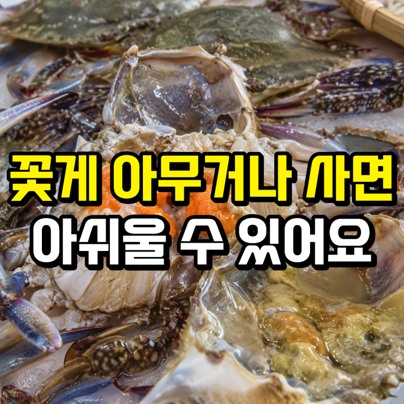 꽃게 제철 언제일까? 봄 암꽃게와 가을 수꽃게 맛있는 시기 정리