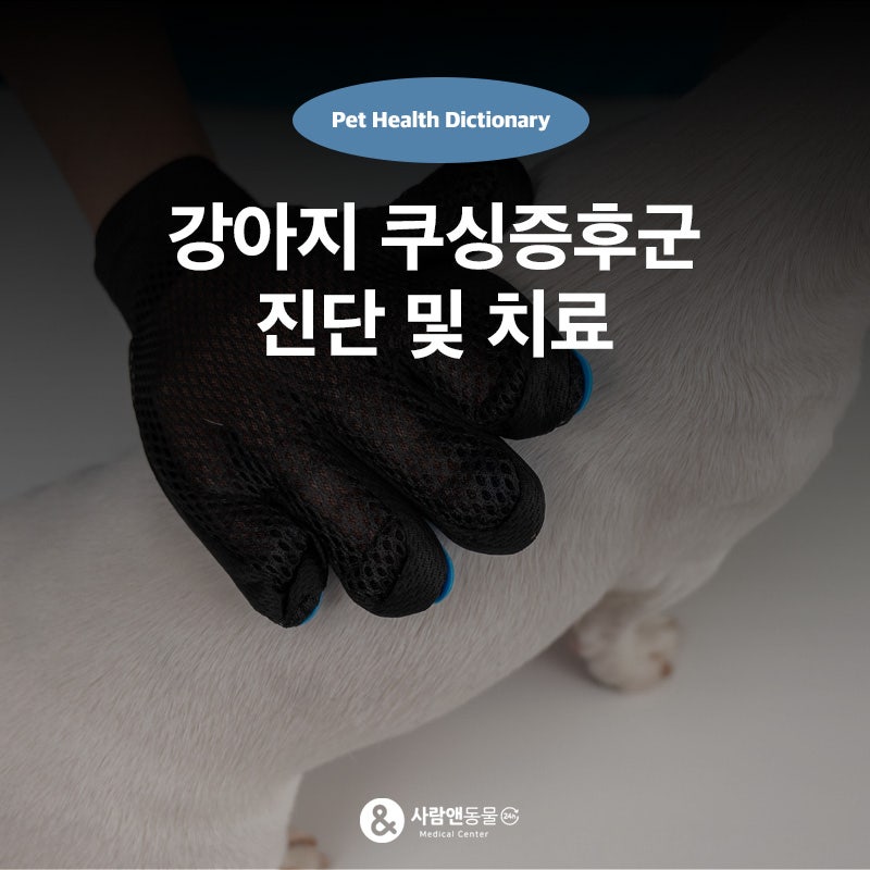 강아지가 물을 많이 마시고 배가 볼록해졌다면? 쿠싱증후군 부신피질기능항진증 알아보기