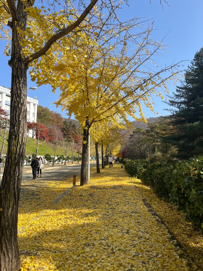 용인 한국외국어 대학교 가을 단풍여행