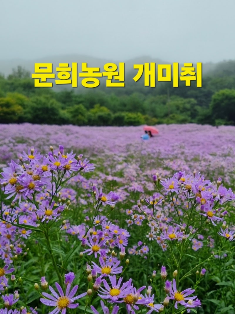 가을꽃구경 문희농원 문경 개미취 1만8천평 보랏빛 꽃바다