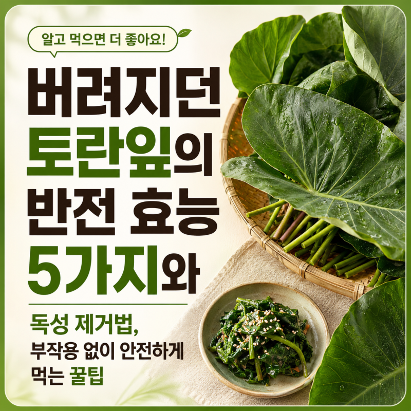버려지던 토란잎의 반전 효능 5가지와 독성 제거법, 부작용 없이 안전하게 먹는 꿀팁