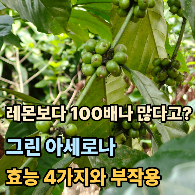 "레몬보다 비타민C가 100배 많다고?"...그린아세로라 효능4가지와 부작용