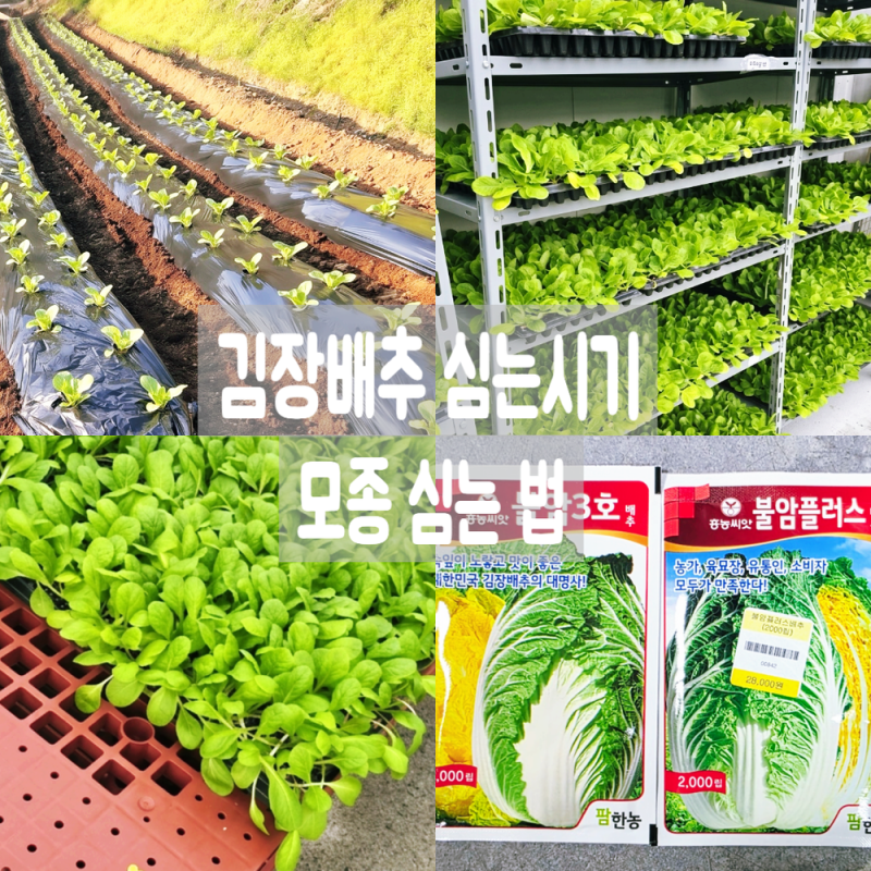 #153.[김장배추 심는시기] 지금입니다! 배추 모종 심는방법·비료·탄저병·수확시기 농자재마....