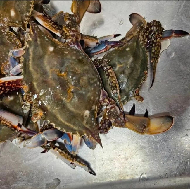 활꽃게 시세 1kg 알아보다 발견! 가을 숫꽃게 토스 할인 중