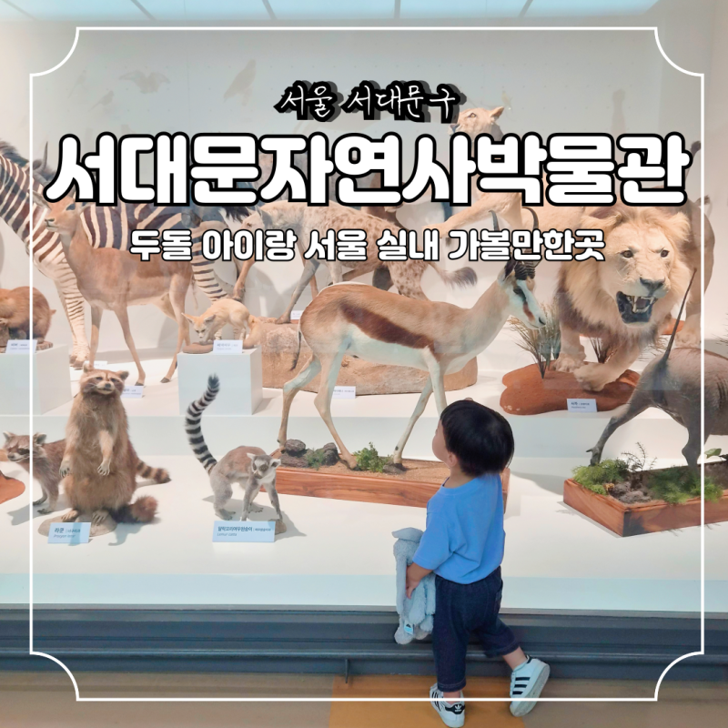 서대문자연사박물관 주차장 입장료 두돌 아이랑 서울 실내 가볼만한곳