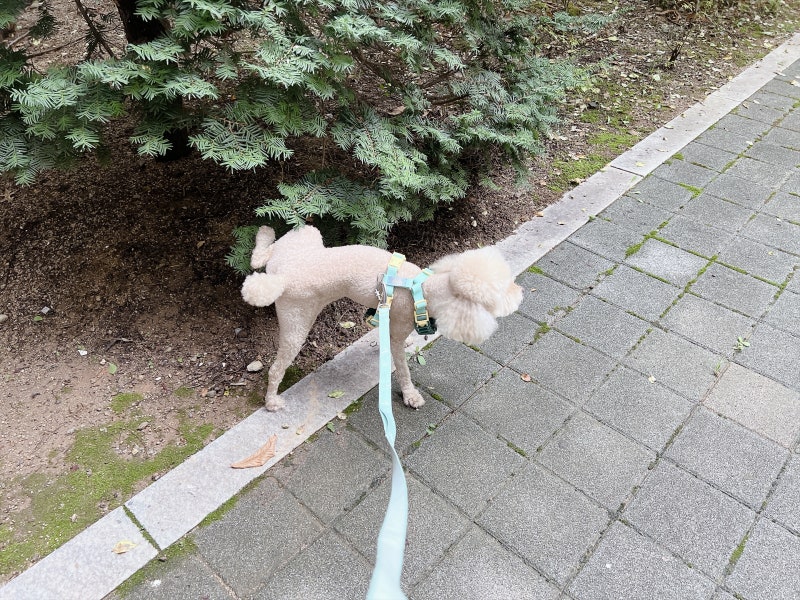 강아지 진드기 예방 위한 강아지 진드기 퇴치제 스프레이 사용법