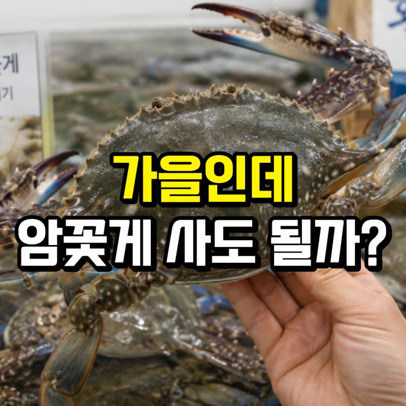 가을 암꽃게는 왜 급냉이 많을까? 봄 암꽃게와 차이 알아봤어요