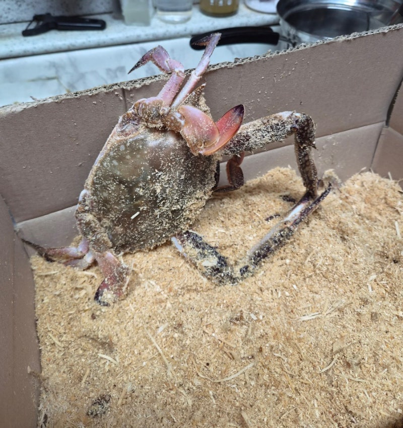 코스트코 꽃게 행사 가격, 손질법 간장게장 4박스 후기