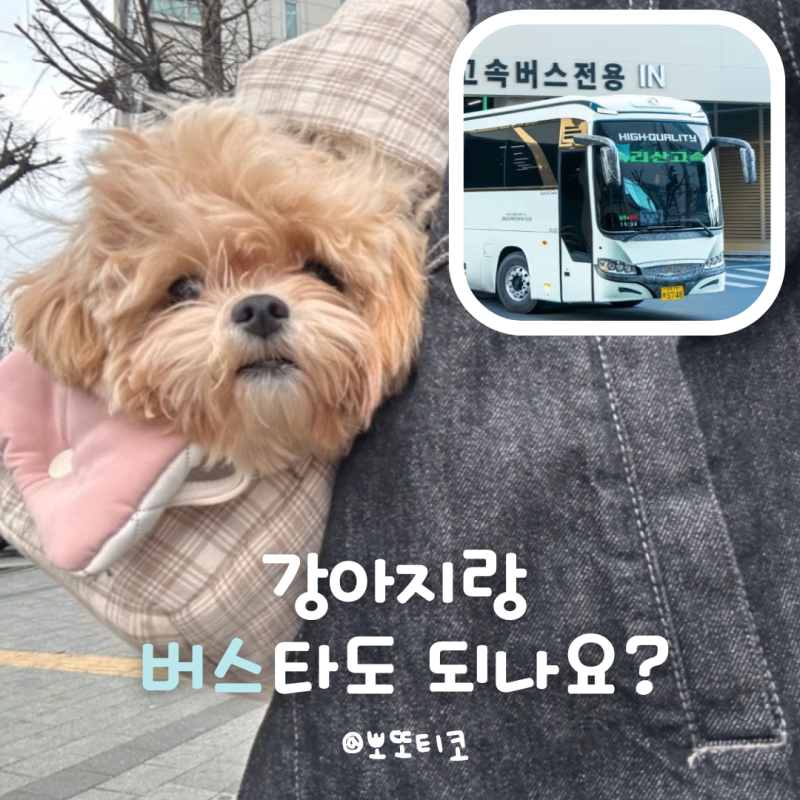 강아지버스탑승 | 시내부터 고속까지 완벽 가이드