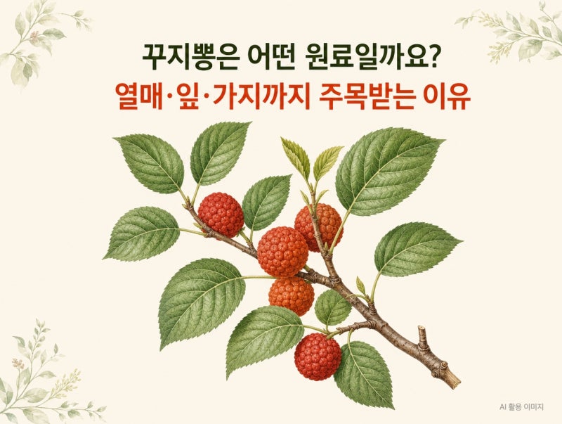 꾸지뽕은 어떤 원료일까요? 열매·잎·가지까지 주목받는 이유