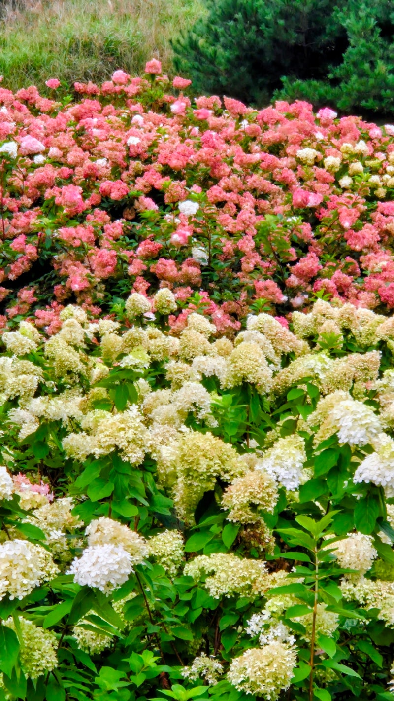 합천 황매산,가을 볼거리 억새와 목수국의 화려함