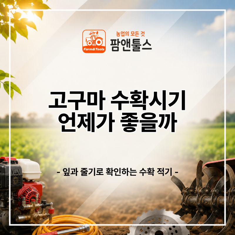 고구마 수확시기 언제가 좋을까? 잎과 줄기로 확인하는 수확 적기