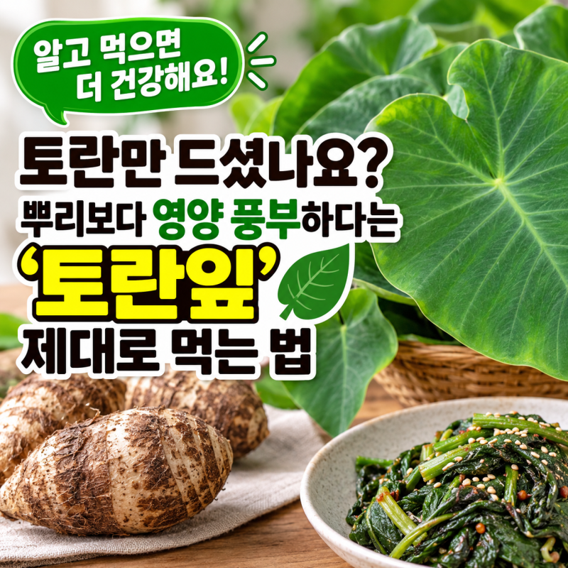 토란만 드셨나요? 뿌리보다 영양 풍부하다는 '토란잎' 제대로 먹는 법