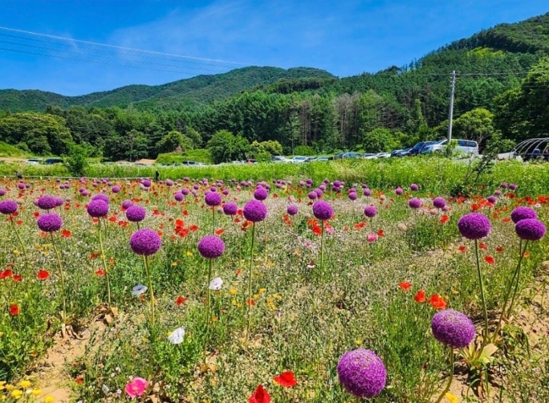 2026 원주 용수골 가을꽃축제 일정 총정리｜코스모스·아스타·해바라기 가득한 가을꽃 명소