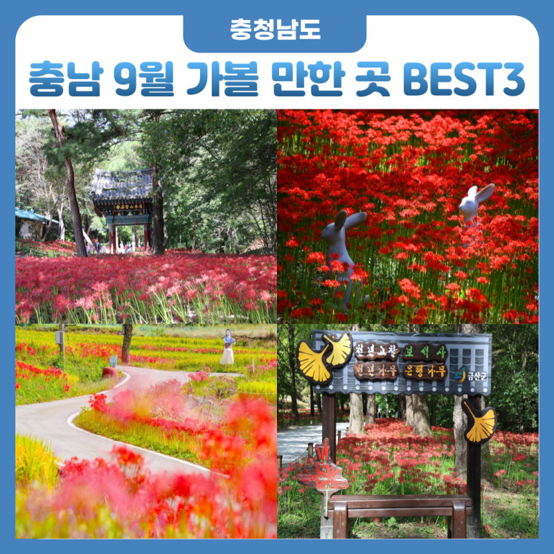Top 3 Spider Lily Spots in Chungnam for September: A Complete Guide