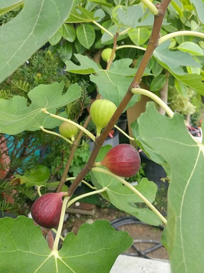 무화과 먹는법 총정리, 청무화과 껍질째 먹는 법부터 하루 몇 개까지 괜찮은지