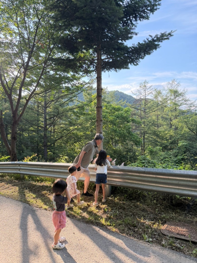 아기랑 양평 여행 , 양평 자연휴양림 - 국립 중미산 자연휴양림 연립동 신갈나무