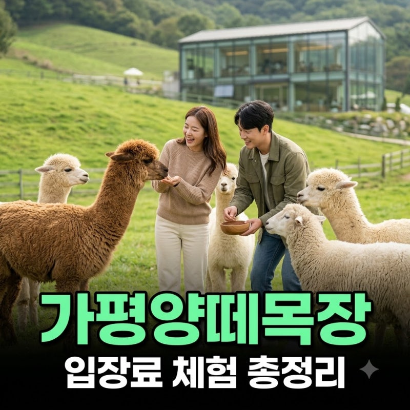 가평 양떼목장 알파카 카페 입장료 먹이체험 주차 꿀팁 총정리