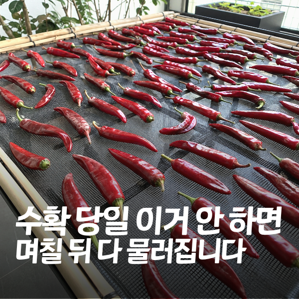 "고추가 마르지 않고 물러지는 집, 첫날 관리가 문제입니다" 빨간고추 말리는 방법