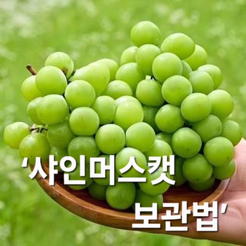 샤인머스캣 보관법