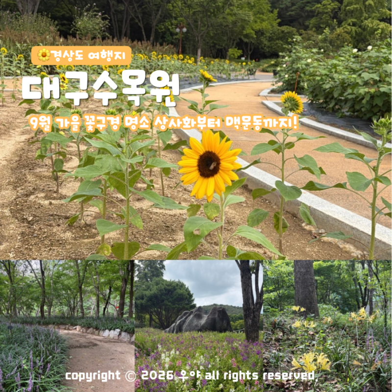 9월 대구 가을 꽃구경 대구수목원 맥문동 상사화 실시간 개화중!