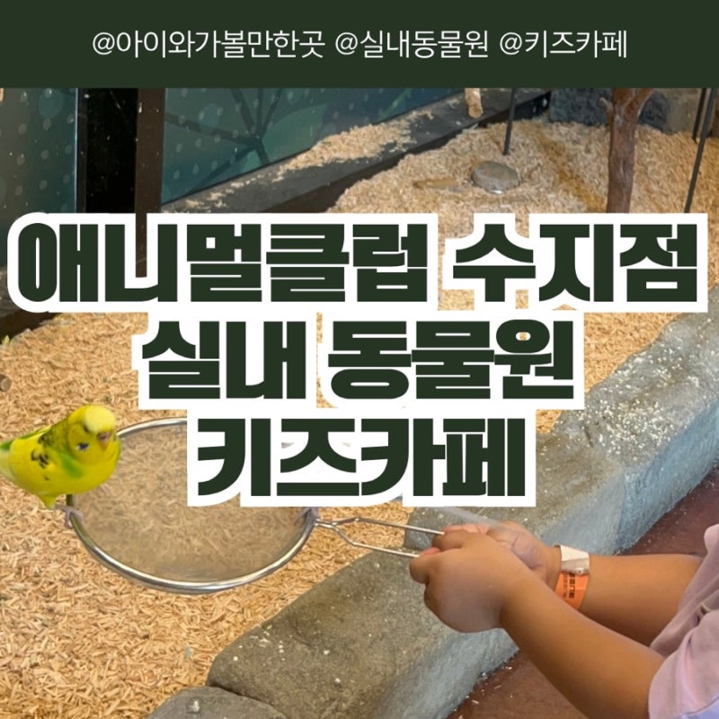 [경기/용인] 애니멀클럽 수지점 방문후기! 아이랑 가볼만한곳 실내 동물원 키즈카페 내돈내....